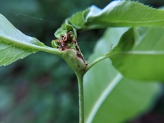 Contarinia cerasiserotinae