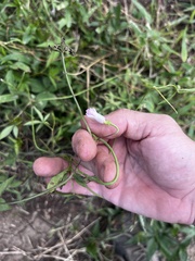 Ipomoea heptaphylla