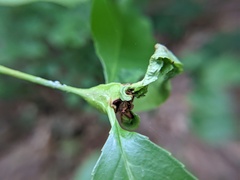 Contarinia cerasiserotinae