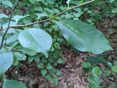 Contarinia cerasiserotinae