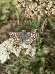 Burnsius communis