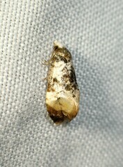 Phalonidia memoranda