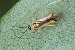 Campyloneura virgula