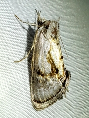 Chrysanympha