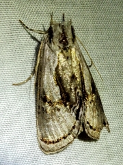 Chrysanympha