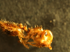 Crematogaster punctulata