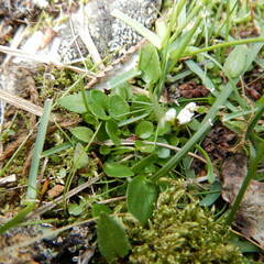 Cardamine bellidifolia