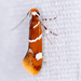 Suzuki's Promalactis Moth - Photo (c) Lior Carlson, some rights reserved (CC BY-SA), uploaded by Lior Carlson