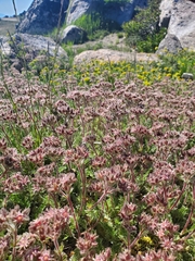 Horkelia hendersonii