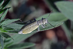 Epicauta maculata-group