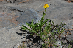 Arnica longifolia