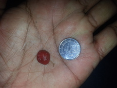 Ibervillea macdougalii