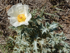 Argemone squarrosa