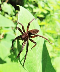 Dolomedes striatus
