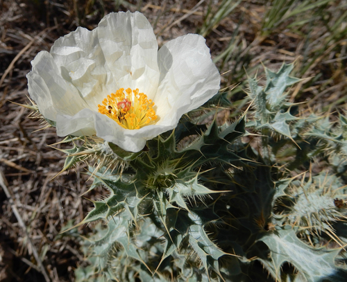 hedgehog pricklypoppy (Argemone squarrosa ssp. squarrosa)