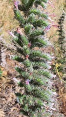 Echium glomeratum