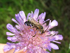 Halictus quadricinctus