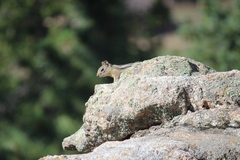 Callospermophilus lateralis lateralis