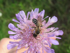 Halictus quadricinctus