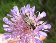 Halictus quadricinctus