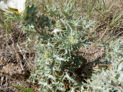 Argemone squarrosa