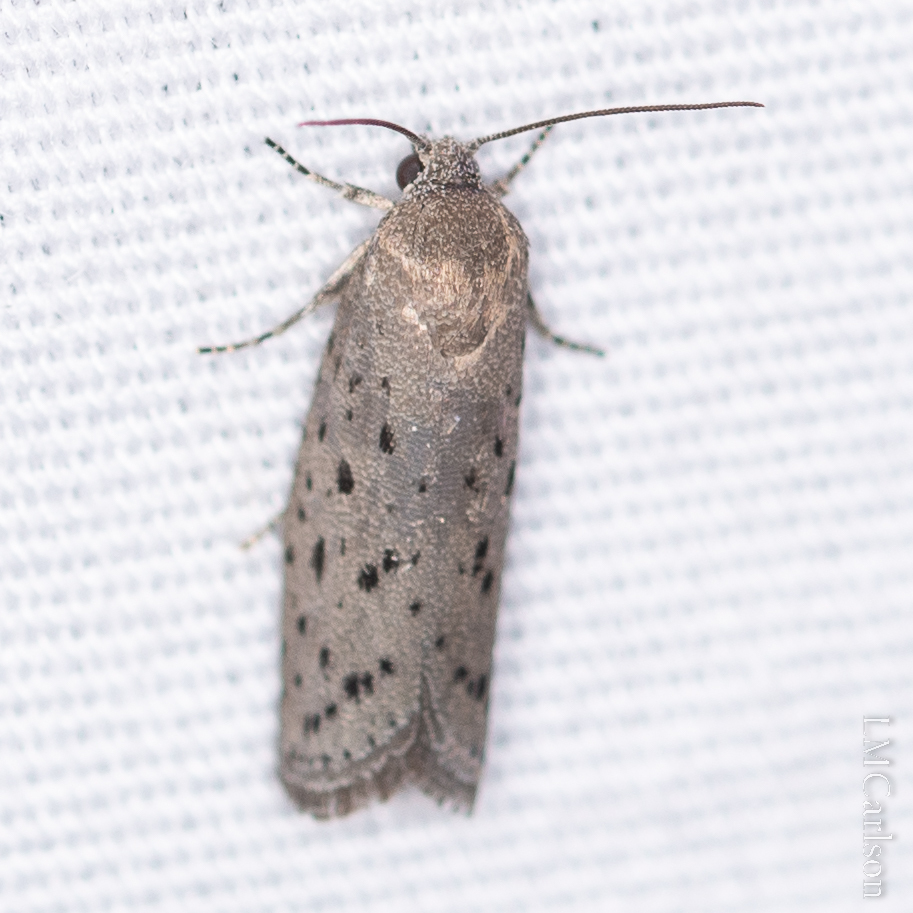 Galacticoid Moths