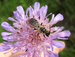 Halictus quadricinctus