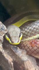 Philodryas mattogrossensis