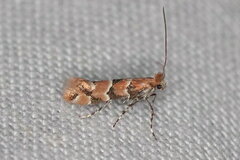 Phyllonorycter trifasciella