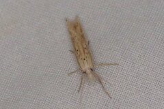 Ypsolopha mucronella