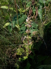 Phlomoides tuberosa