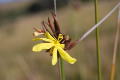 Bobartia orientalis