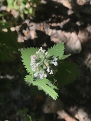 Nepeta cataria