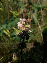 Phlomoides tuberosa