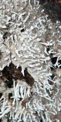 Polycephalomyces