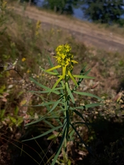 Euphorbia virgata