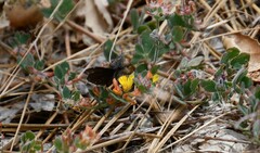 Erynnis afranius