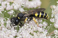 Ectemnius lapidarius