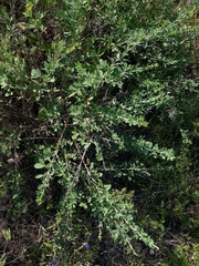 Chamaecytisus ruthenicus