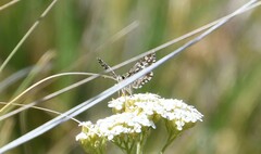 Pyrgus ruralis lagunae