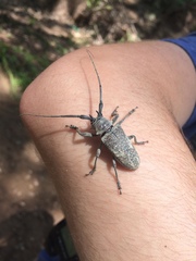 Lochmaeocles marmoratus