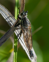 Didysmachus picipes
