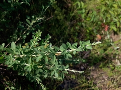 Chamaecytisus ruthenicus