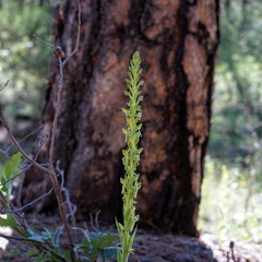 Platanthera brevifolia