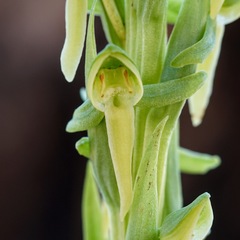Platanthera brevifolia
