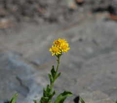 Arnica longifolia