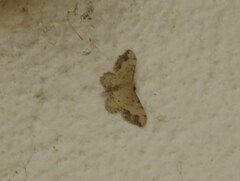 Idaea efflorata
