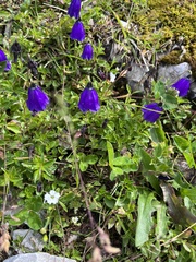 Campanula pulla