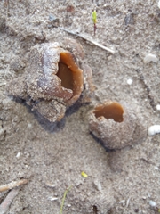 Peziza ammophila