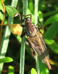 Proctacanthus gracilis